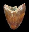 Cretaceous Fossil Crocodile Tooth - Morocco #50247-1